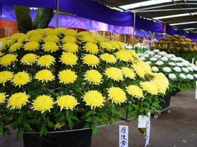 �g�t�̊쑽�@�ŏH�̓`���s���u���]�ː�z�e�܂�v���ӏ܂̋L���T���l�C��