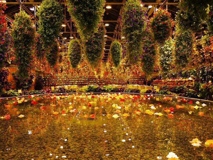 幻想的な夜のお花畑！桑名市・なばなの里「ベゴニアガーデン」 | 三重