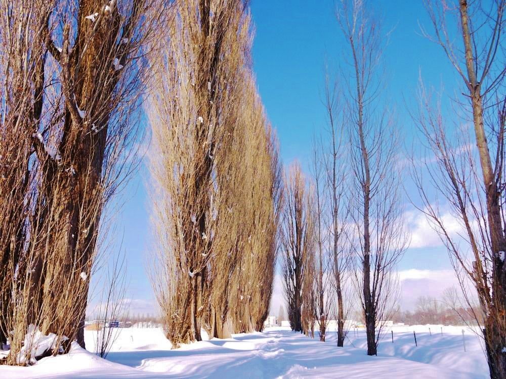 雪の季節も美しい、冬のポプラ並木