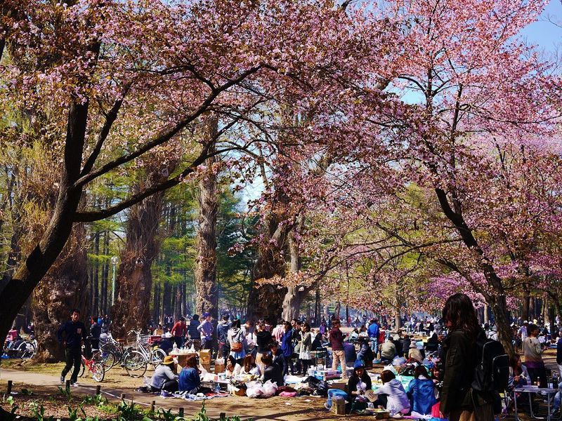 札幌一賑わうお花見スポット！桜とジンギスカンの「円山公園」