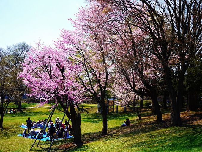 「北海道大学」有名観光スポット"クラーク像"裏手に咲く桜も美しき