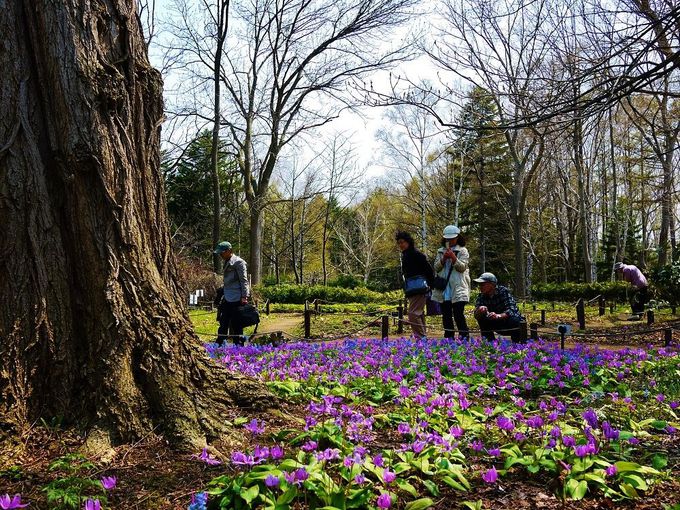 早春からお花畑が楽しめる「豊平公園」へ、カタクリに会いに行こう