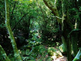 viX|bgEY̒ʂ蔲鐼ѓ̋LTlC