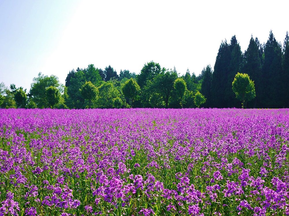 新潟県・当間高原に広がる紫の絨毯スイートロケットのお花畑