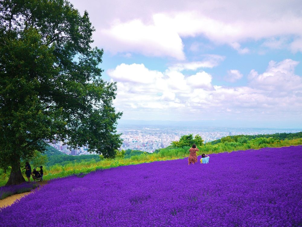 10．「幌見峠ラベンダー園」紫の絨毯/北海道