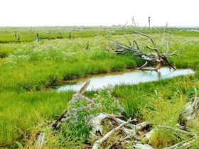 kCɑ݂鐶Ǝ̐E̕Itgh̋LTlC