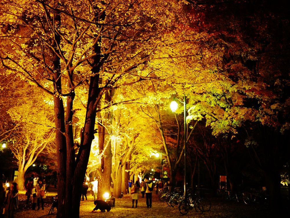 闇夜の中黄金に輝く北海道大学イチョウ並木を歩こう