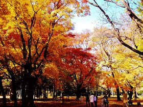 �������k���̍g�t�G���Ɋ����I�H�̎D�y�s�u�~�R�����v�U���̋L���T���l�C��