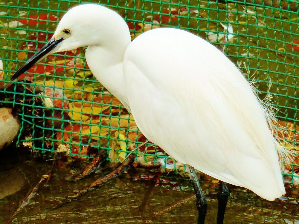 上野恩賜公園・不忍池では大きな水鳥にも会えるかも？！