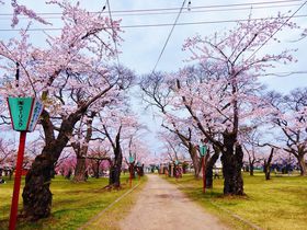 桜まつりも開催！北海道森町「青葉ヶ丘公園」の美しき千本桜