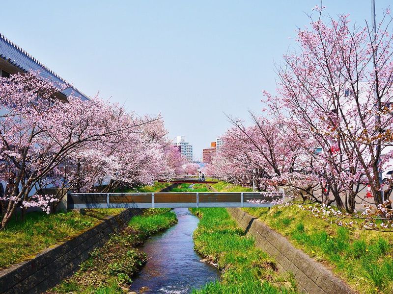 期間限定開放の千島桜並木でお花見！札幌市「寒地土木研究所」