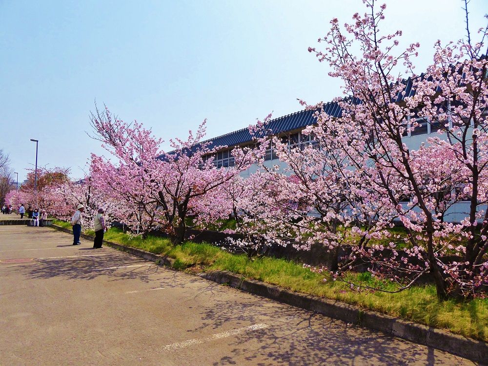 可憐で美しい桜並木を春色散歩