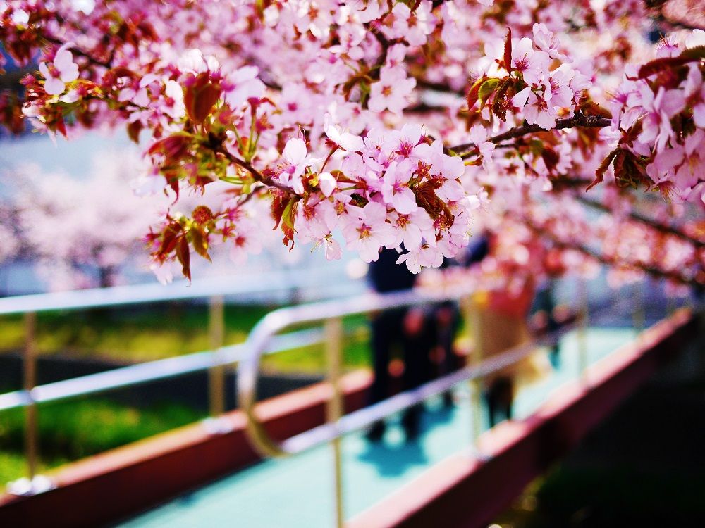 橋の上から眺める美しき精進川と千島桜の風景