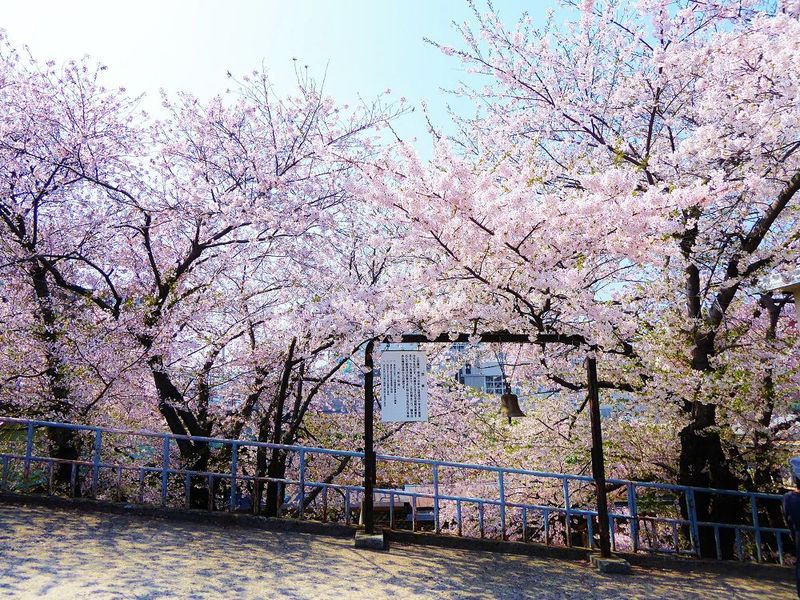 ホームでは桜がお出迎え！ピンクに染まる春のJR南小樽駅