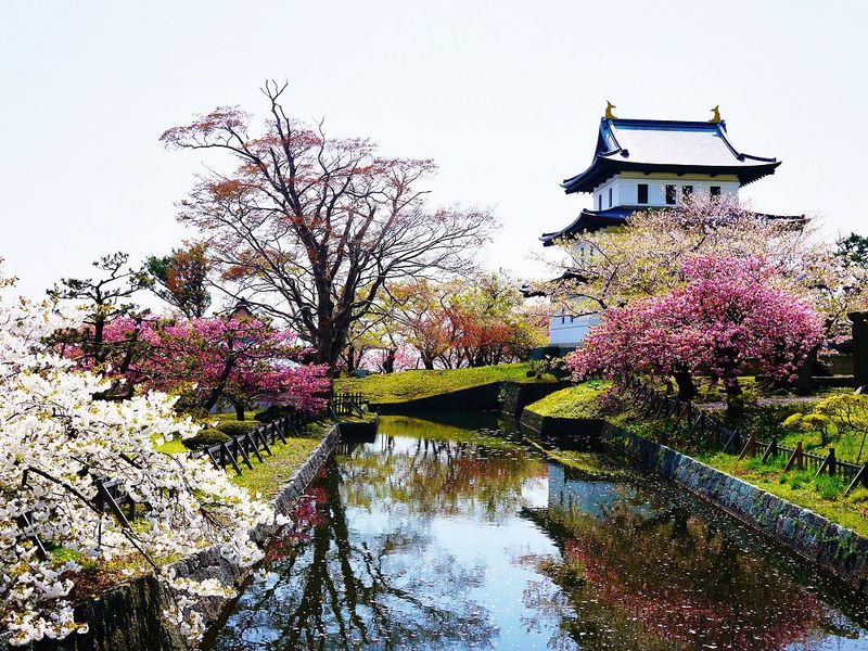 北海道新幹線で話題！桜舞う道南地方のお花見スポット５選
