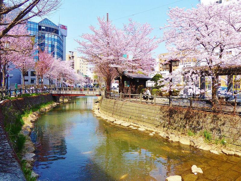 桜美しき都心のオアシス！札幌市中心部を流れる「鴨々川」