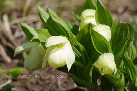 ��i�ƍ��R�A���̕�ɁI�k�C���u�當���v�ό��X�|�b�g�T�I�̋L���T���l�C��