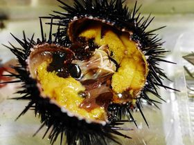 �當���̋ɏ㐶�E�j�������̎�ŁI�u���ɂނ��̌��Z���^�[�v�̋L���T���l�C��