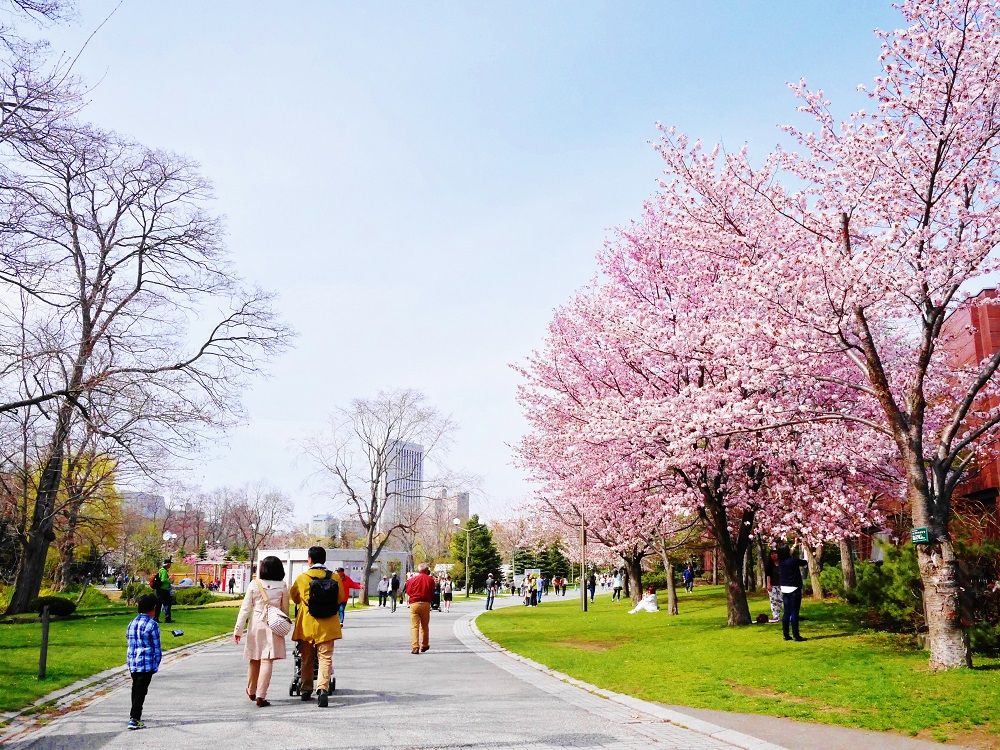 北国の春 Gwは桜咲き誇る札幌 中島公園 で駅チカお花見 北海道 トラベルjp 旅行ガイド