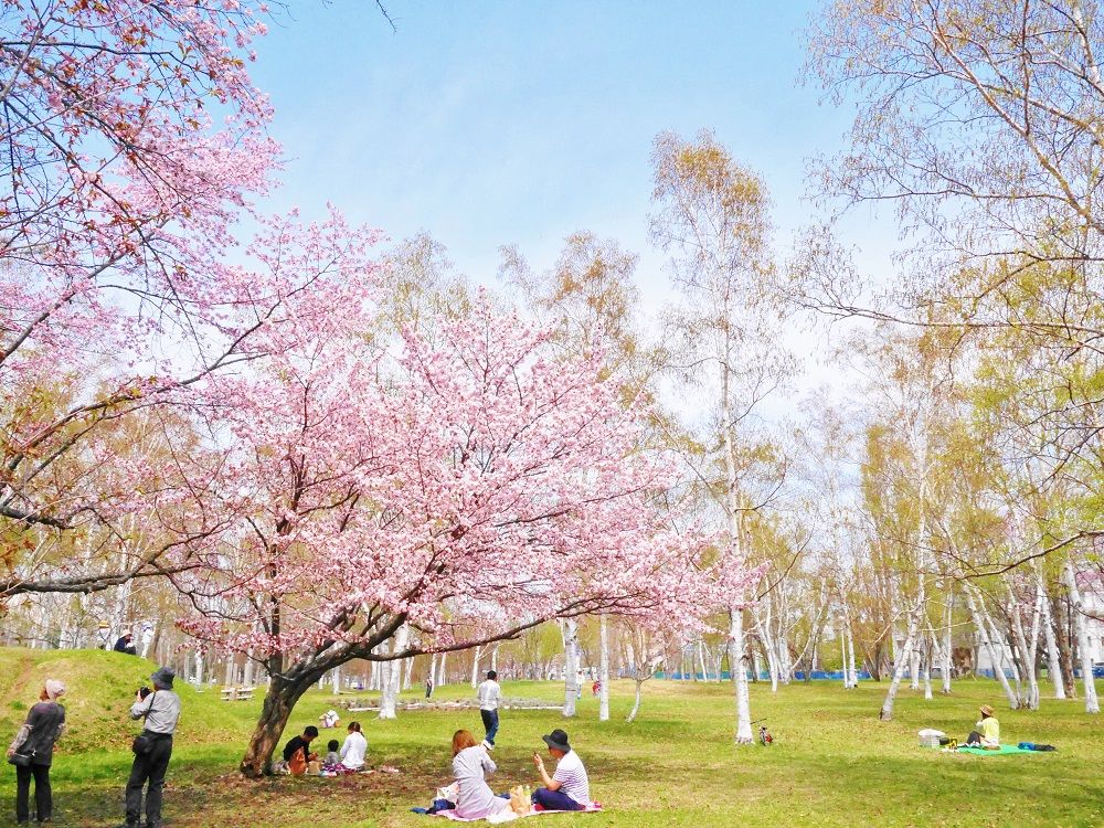 桜と白樺の優しい春景色、北海道色の美しいお花見