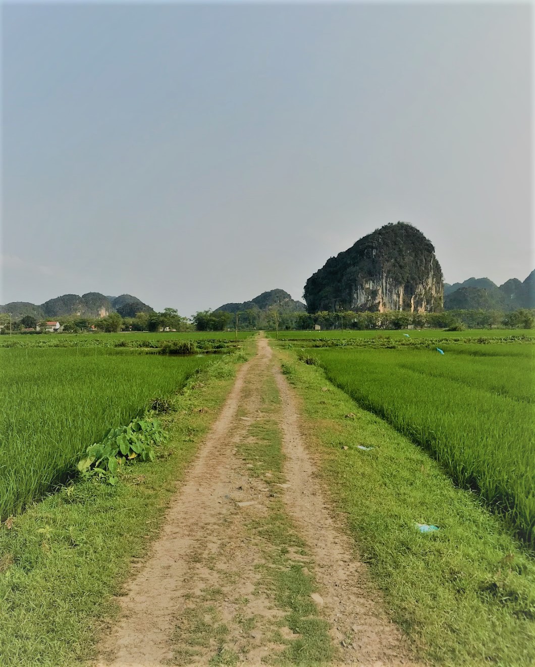 ���{�ł���ԁI�x�g�i�������t����