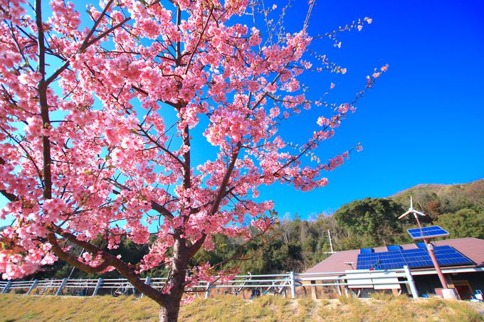 海とアートが美しい小豆島「三都半島」は河津桜が咲く初春がおすすめ