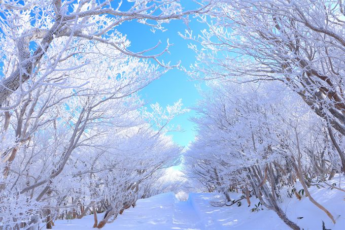 鈴鹿山脈に咲き誇る樹氷の並木道 ロープウェイを使って御在所岳へ 三重県 Lineトラベルjp 旅行ガイド