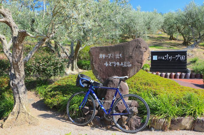 独特の異国情緒漂う空間 オリーブのある小豆島の風景5選 香川県 Lineトラベルjp 旅行ガイド