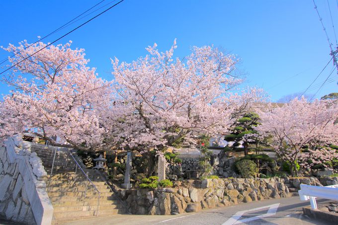 瀬戸内海と桜を見に行こう 小豆島の絶景お花見スポット４選 香川県 Lineトラベルjp 旅行ガイド