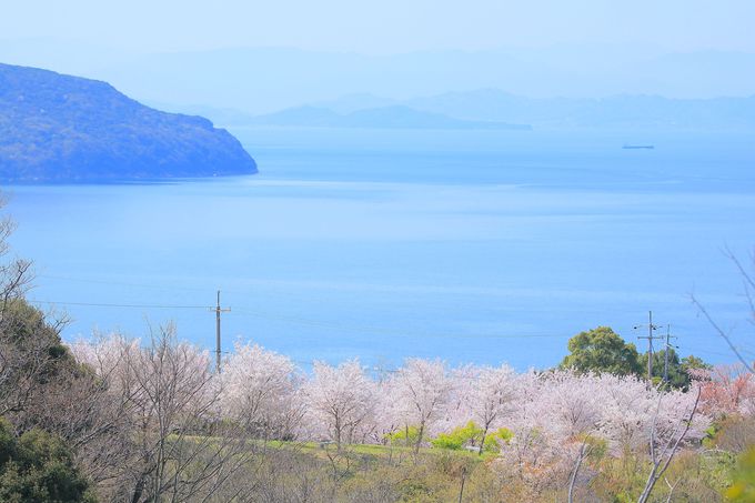 瀬戸内海が見える桜の丘へ 小豆島の春を代表する美しき城山公園 香川県 Lineトラベルjp 旅行ガイド