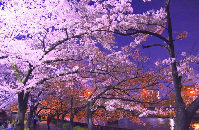 大阪随一の圧巻の桜の景色！美しき夜桜を楽しむ