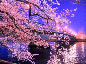 大阪観光や仕事の後に！夜桜が美しい大阪「毛馬桜之宮公園」