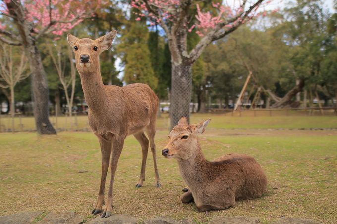 梅と鹿を愛でる時間 春の奈良 片岡梅林 で癒しのお散歩 奈良県 Lineトラベルjp 旅行ガイド