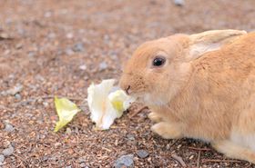 ŃKXETM!?˓Cɕԁuv쓇v̍Ɛ̂̋LTlC