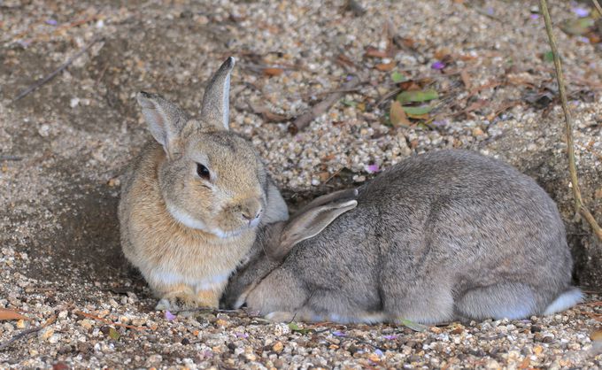 毒ガス島からウサギ島 瀬戸内海に浮かぶ 大久野島 の今と昔 広島県 Lineトラベルjp 旅行ガイド