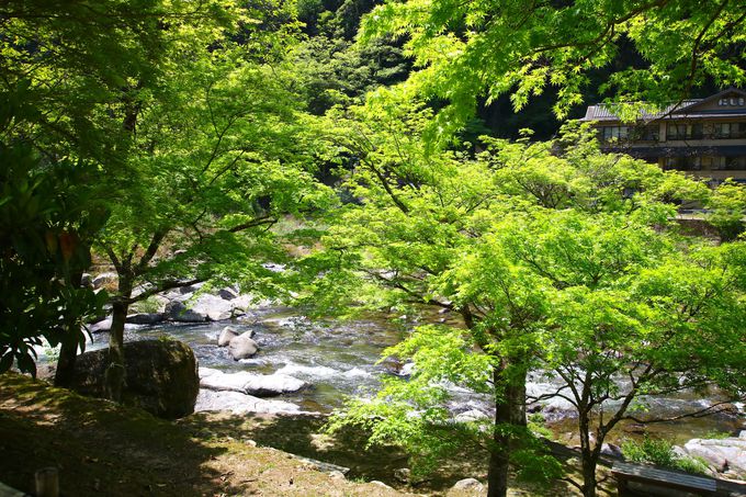 春から夏の「香嵐渓」は青紅葉が生命力を感じさせる癒しの空間