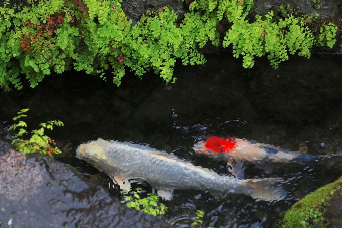 �����ɍ��������N���I�u��̉j���܂��v�̔������i��