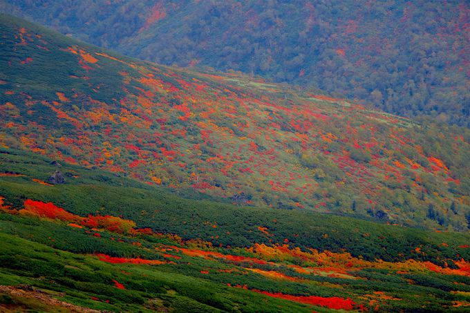 日本一早い紅葉を求めて 北海道大雪山 旭岳 へ日帰り登山 北海道 Lineトラベルjp 旅行ガイド