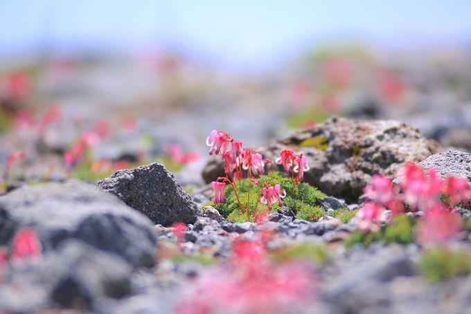 L΂ăR}NTQƃn[g̒rI单xoR