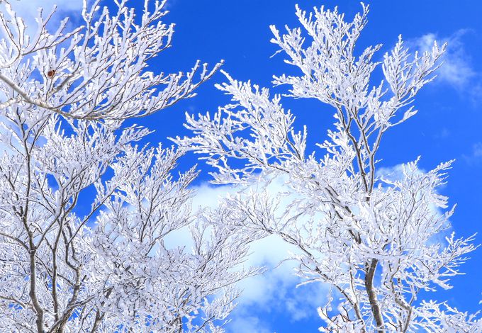 tƓ͋̕CY킹u열_XJCCv