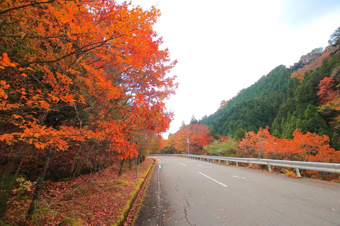 和歌山 高野龍神スカイライン は紅葉が美しい関西屈指の絶景道 和歌山県 トラベルjp 旅行ガイド