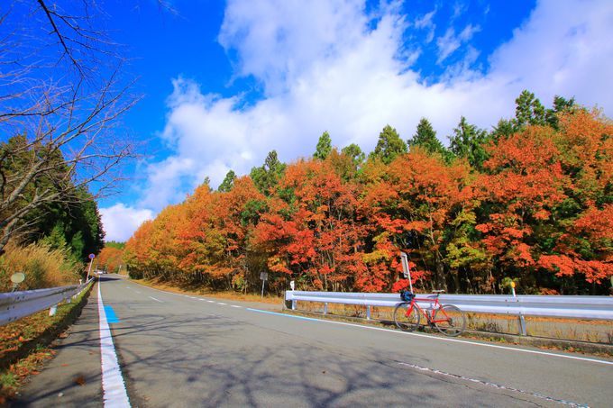 和歌山 高野龍神スカイライン は紅葉が美しい関西屈指の絶景道 和歌山県 トラベルjp 旅行ガイド
