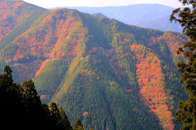 和歌山 高野龍神スカイライン は紅葉が美しい関西屈指の絶景道 和歌山県 トラベルjp 旅行ガイド