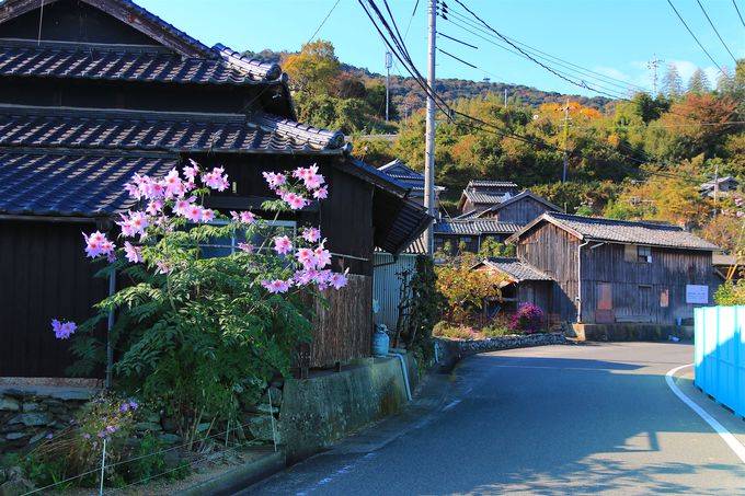 �f�p�ȘȂ܂����f�G�ȁu�L���v�I���R�F��Ə��������炷��