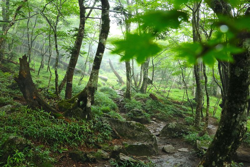 荘厳さ極まる！修験道の大峰山地　近畿最高峰「八経ヶ岳」へ | 奈良県 | LINEトラベルjp 旅行ガイド