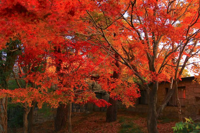 ΂̊ق̐Ԃ݂IB̍gt̖͑ɂ