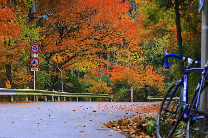 箕面公園の旬は秋！里山に色づく鮮やかな紅葉に癒されよう