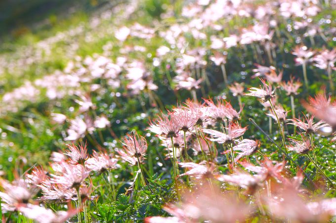 r{iIȓoRJnIrɂ͐k⍂RA