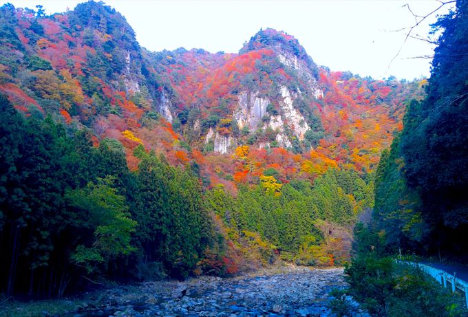 紅葉 道のコラボ 秋だからこそ訪れたい関西の絶景道5選 Lineトラベルjp 旅行ガイド