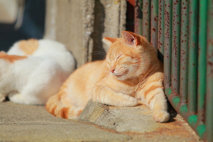 気ままに暮らす猫と戯れる 瀬戸内の猫島 男木島 で癒しの島旅を 香川県 Lineトラベルjp 旅行ガイド